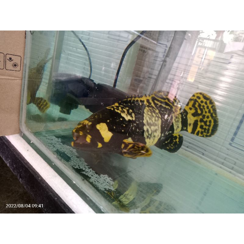 Bumblebee grouper freshwater salinitas 1003 size 35-40cm
