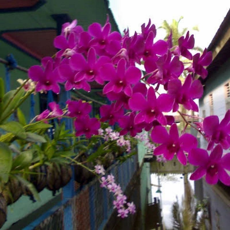 anggrek dendrobium bantimurung