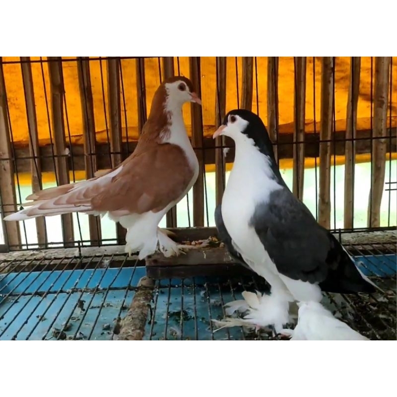Merpati Lahore Sepasang