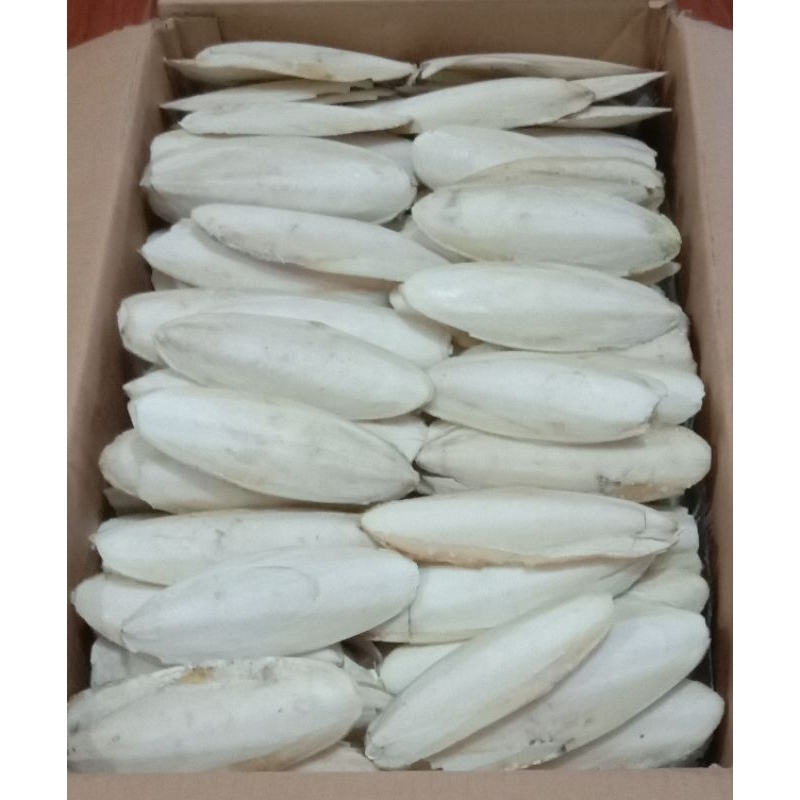 Sekilo Tulang Sotong ukuran 15-20cm