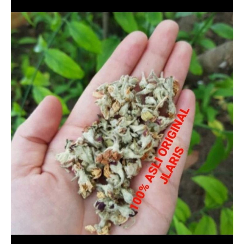 

PREMIUM- Apple blosson flower tea 50gram / teh BUNGA APEL