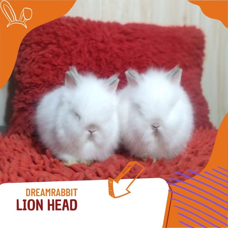 kelinci hias lion head putih