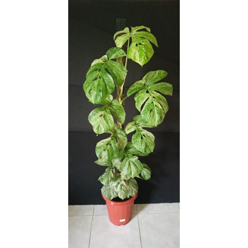 Amydrium medium varigata mint (Endemik Banjarnegara)