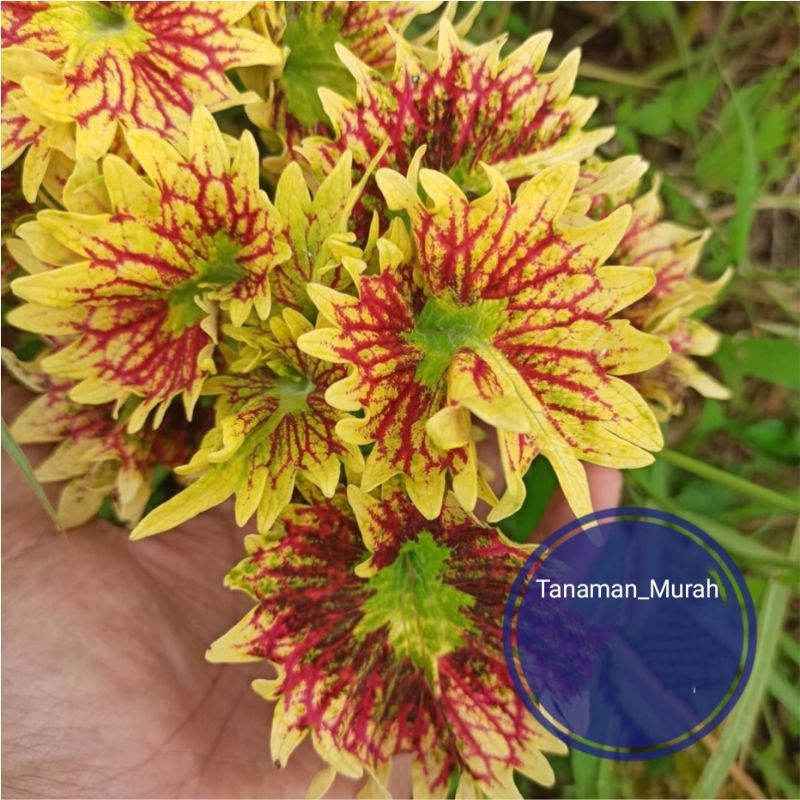 Tanaman hias miana Merapi - Miana kembang Merapi sudah berakar