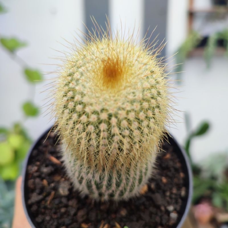 Notocactus Leninghausi Ownroot | Size S | D 10cm | Kaktus