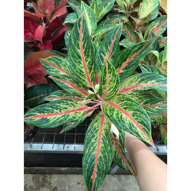 Aglaonema Golden Sweet Lokal jumbo