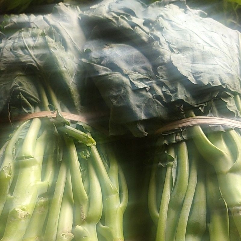 

Kailan Sayur segar ikat