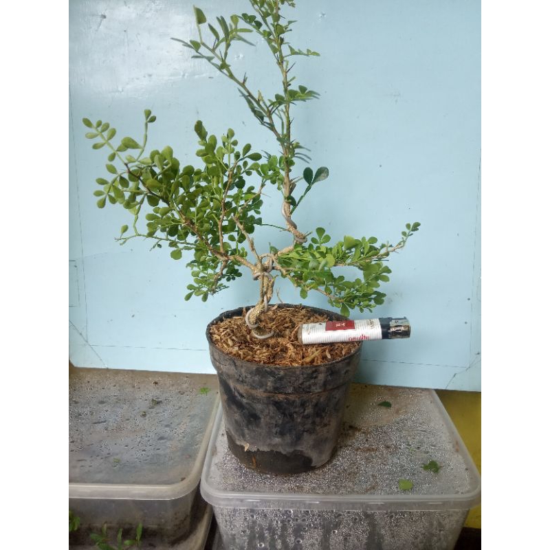 Bahan Bonsai Mame Kawista Plintir