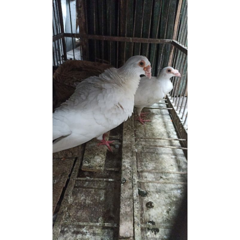 merpati pos putih sepasang jantan dan betina