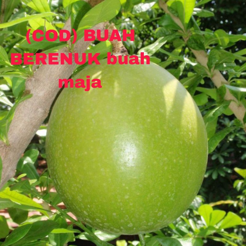 

(COD) BUAH BERENUK BUAH MAJA RAMUAN HETBAL ORIGINAL