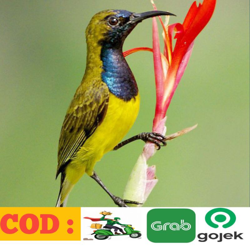 Burung Sogon Jantan ori sumatra