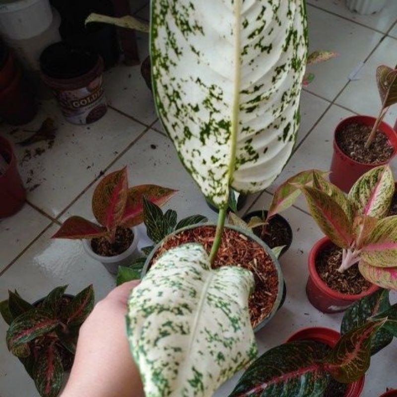 aglonema stardust orange