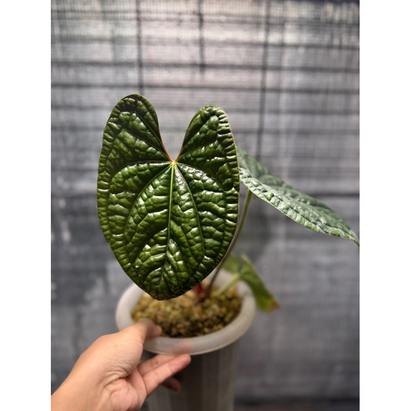 anthurium luxurian ecuador ori