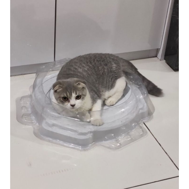 Scootish fold jantan