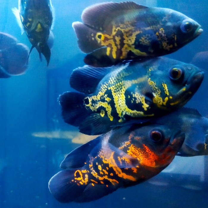 Oscar Tiger Batik Jumbo