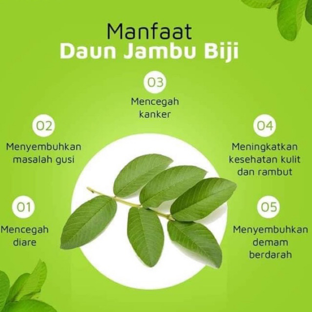 

Daun Jambu Biji Segar Organik Herbal 20 Lembar