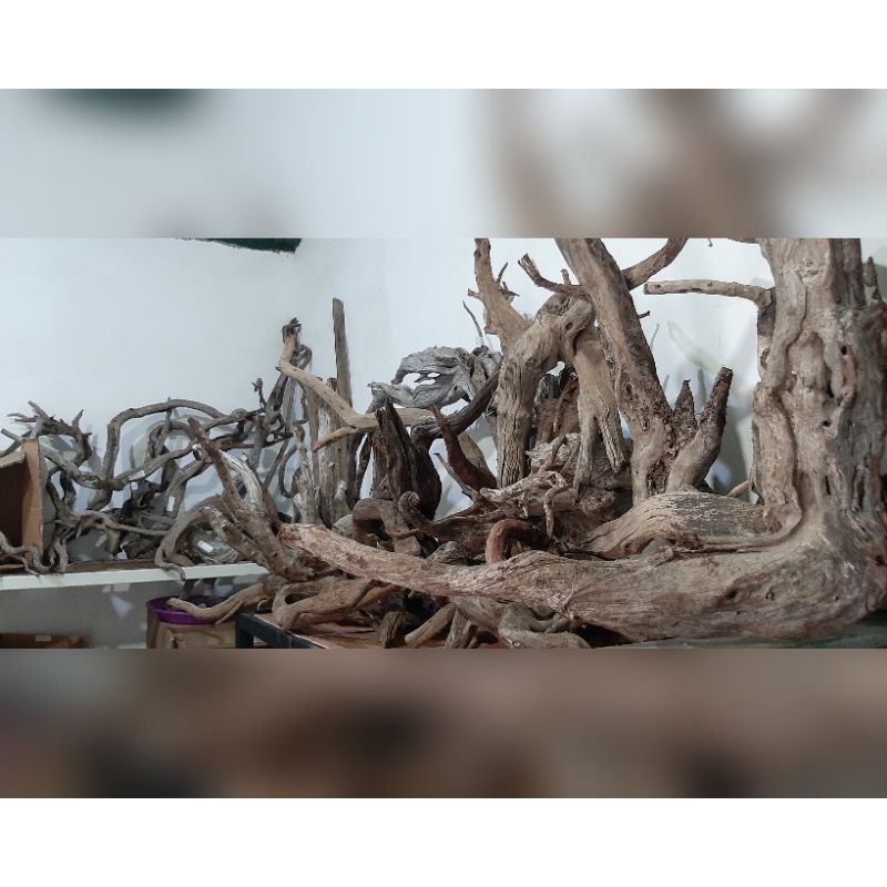 Kayu Santigi Laut Kecil - Kayu Tenggelam - Aquascape - Channa - 9