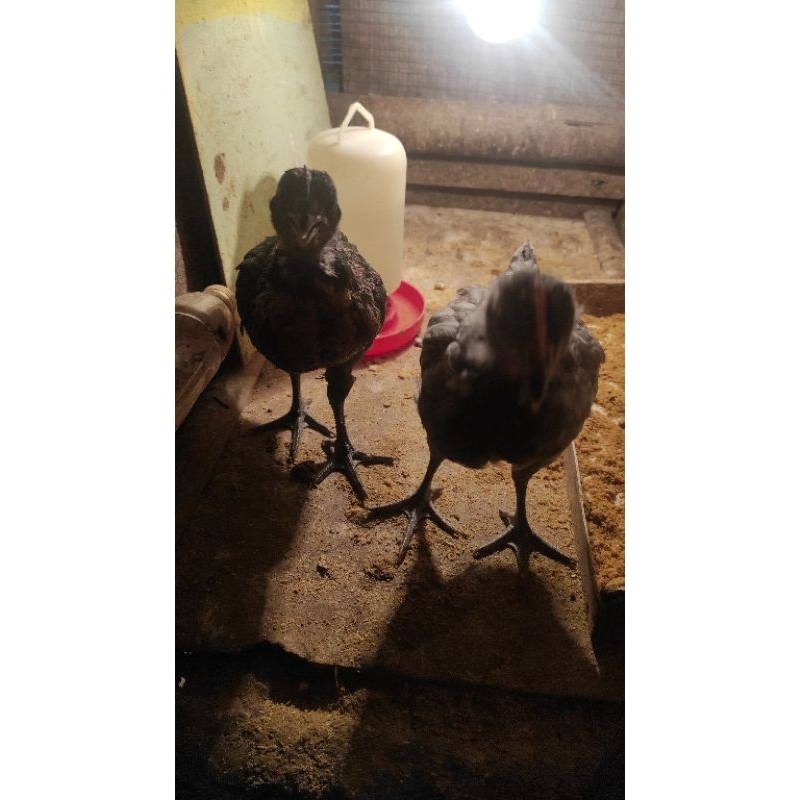 

Telur Ayam Kampung Fresh
