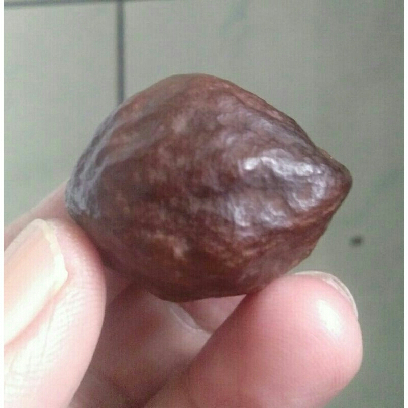 Kemiri Muncang Adu Anak Mayit Jawa Koang Lumiat