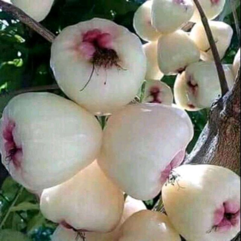 Bibit jambu air madu susu