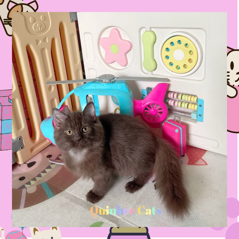 Kucing British Longhair (BLH) jantan Cinnamon Chocolate