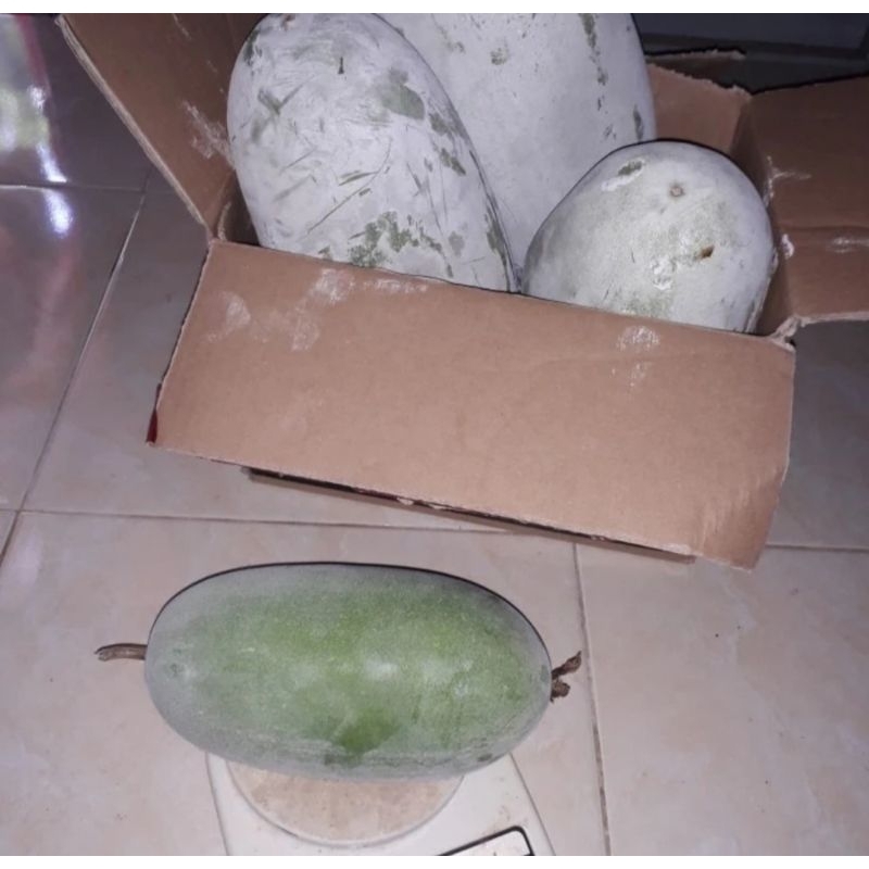 

Buah Beligo, Bligo, Kundur 1 kg, Masih segar, fresh baru petik