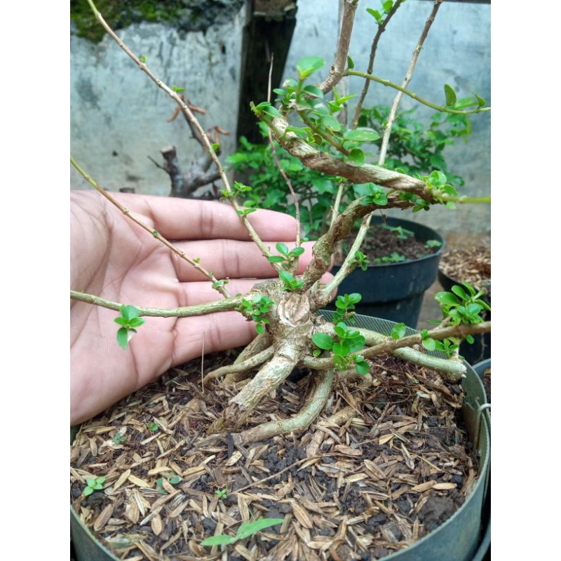 bahan bonsai mame sancang bogel