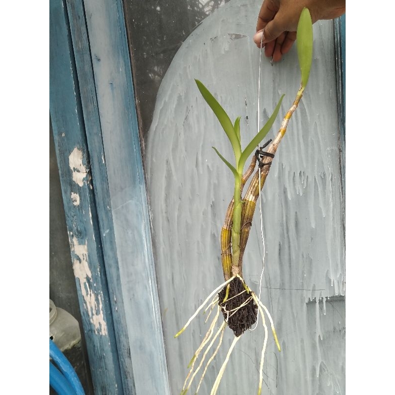 anggrek dendrobium discolor merauke