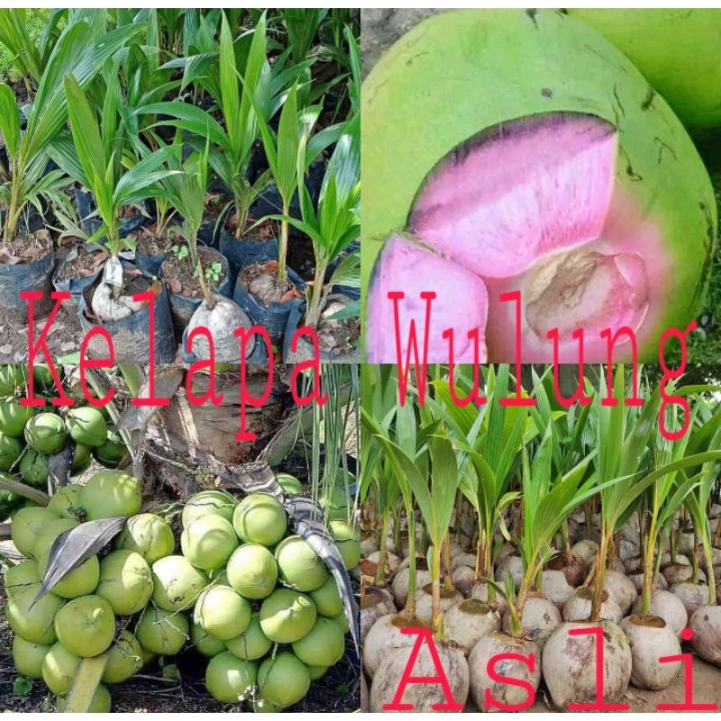 Kelapa Wulung Genjah