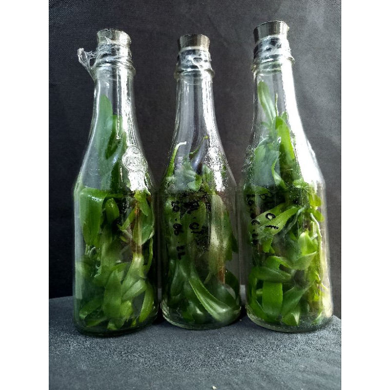 Anggrek Bulan Hybrid(Phalaenopsis Hybrid) bibit botolan