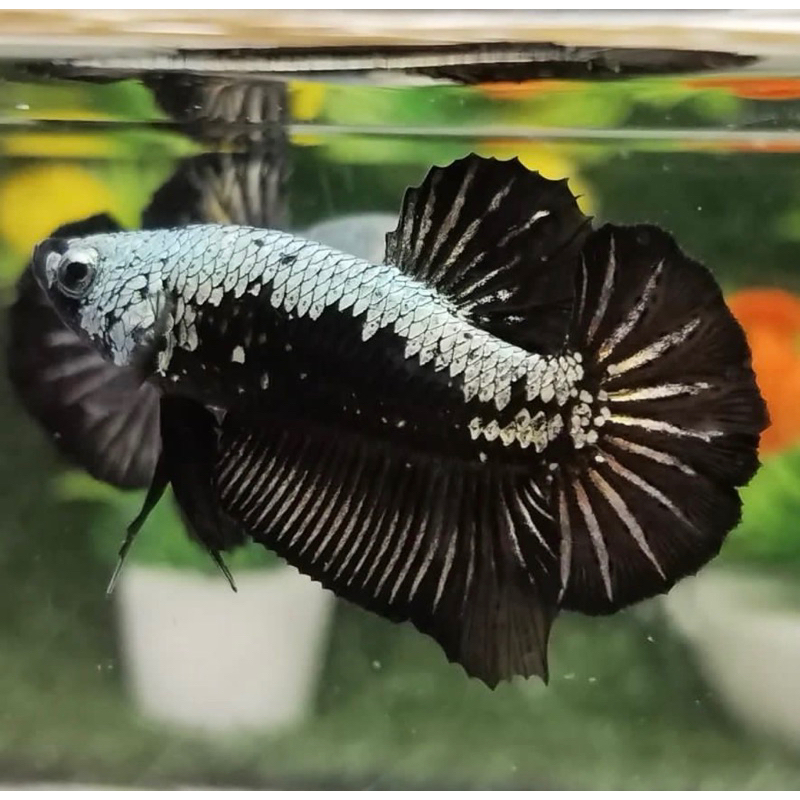 cupang samurai plakat black series