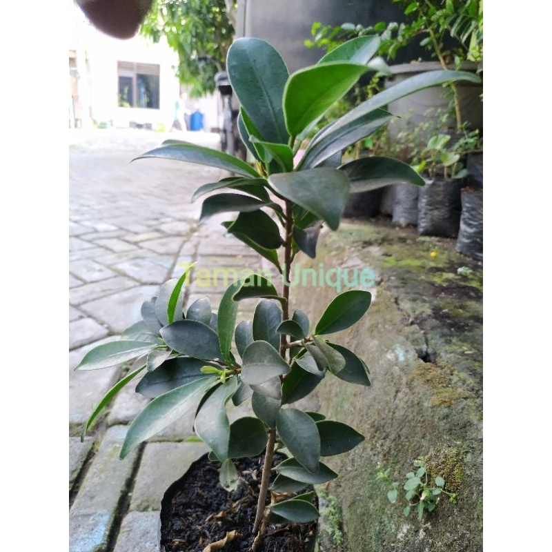 bibit bonsai beringin elegan