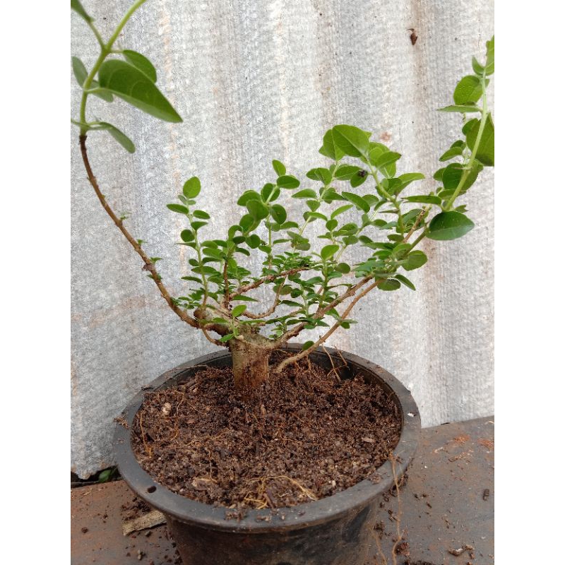 Bonsai Sancang ORI / Tanaman hias bonsai Sancang