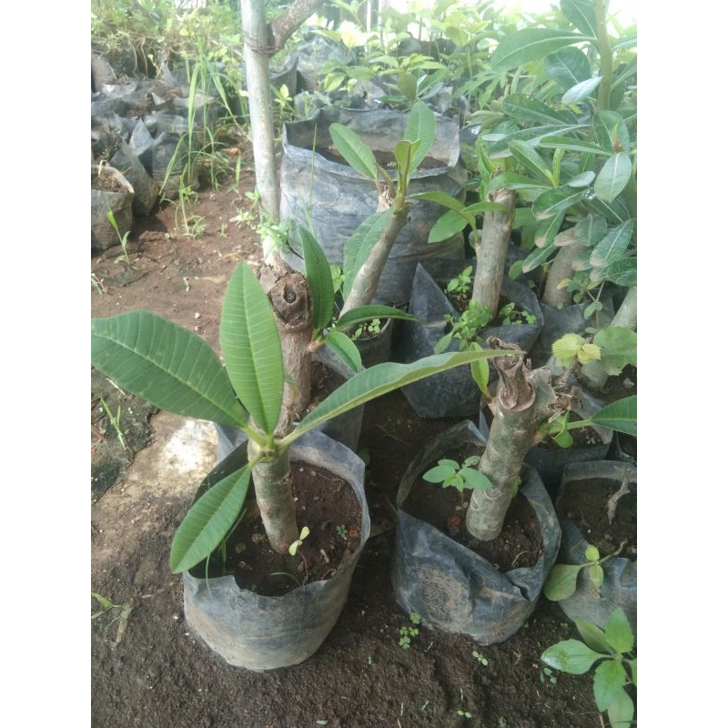 Bibit Bunga Kamboja Bali