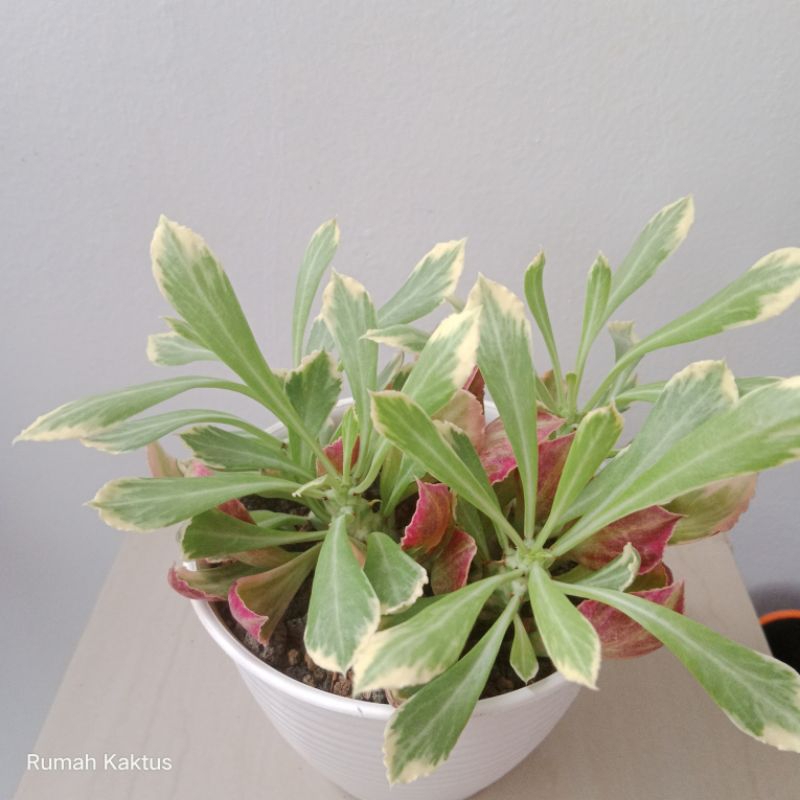 Euphorbia Monadenium