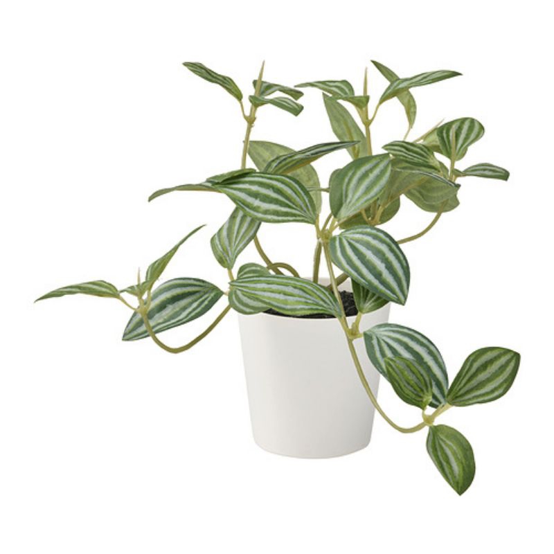 Fejka Peperomia Mini 6cm Tanaman Palsu