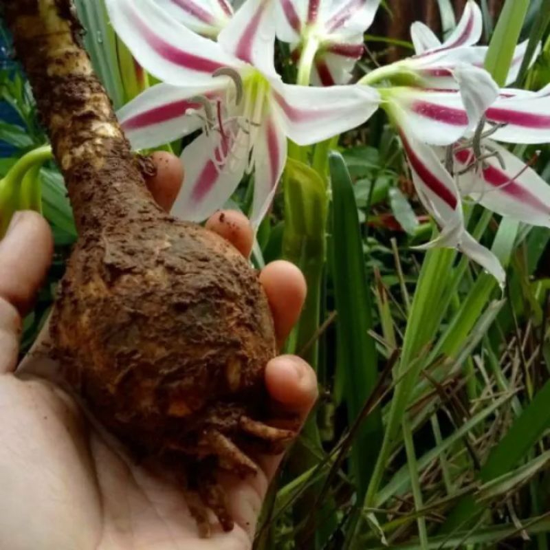 Umbi amarilis ungu paket 500gram/bibit bunga amarilis ungu gradasi putih/umbi amarilis ungu /500gram