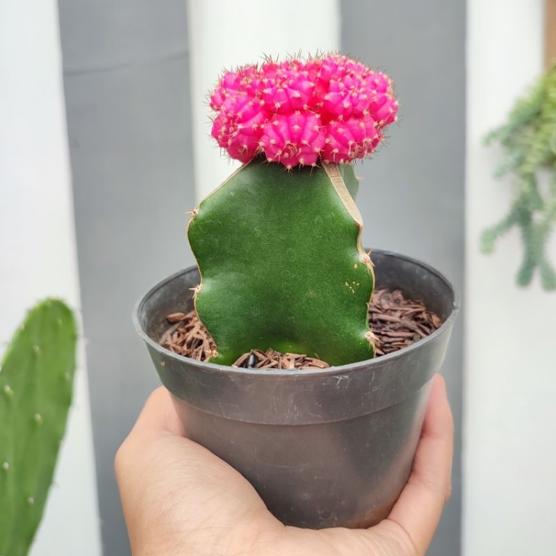 Gymnocalycium Pink Medium | D10cm