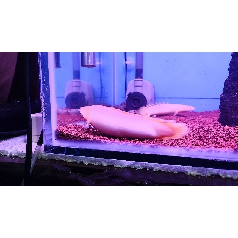Hiasan ikan predator palmas albino size 14cm