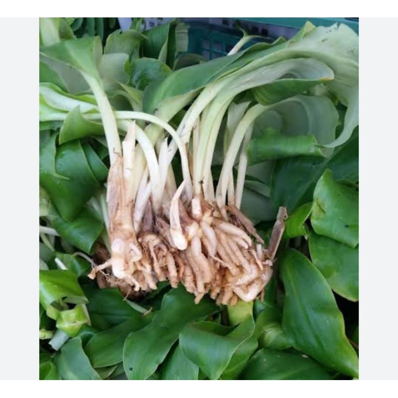 

DAUN KENCUR PER IKAT SAYUR SEGAR PALEMBANG