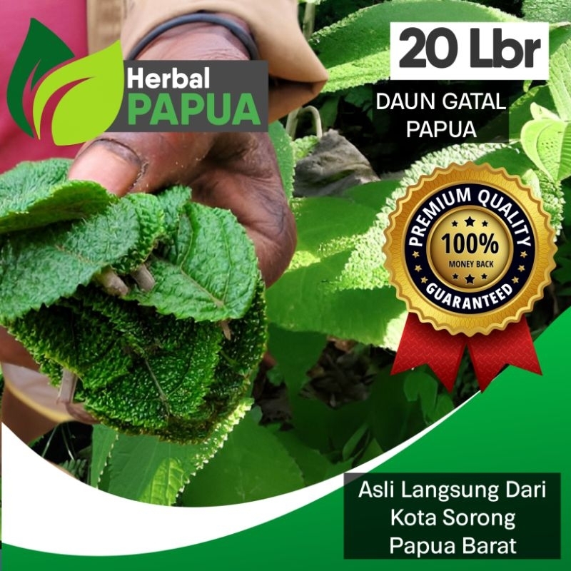 DAUN GATAL PAPUA