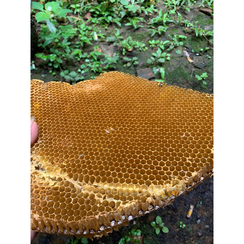 

Nafariz724 Sarang Lebah Madu Kering 50Gr