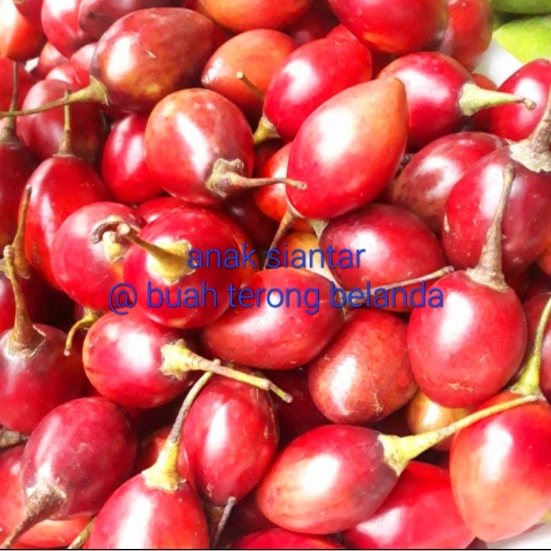 

Buah Terong Belanda Super premium 500 gram