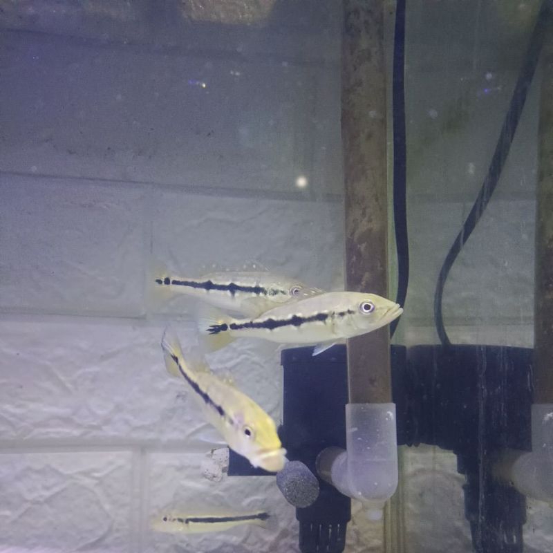 Baby Pcock Bass / Pbass Xingu & Mono kurleb 13cm Murah ecer grosir partai Surabaya Pusat