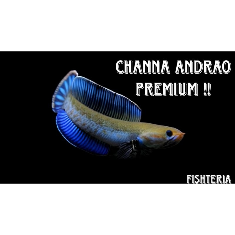 Andrao Grade A  7 8 cm