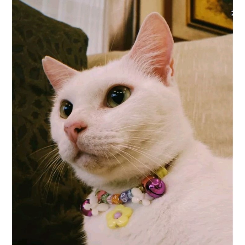 Kalung Kucing Hias Lonceng Imut Lucu Manik