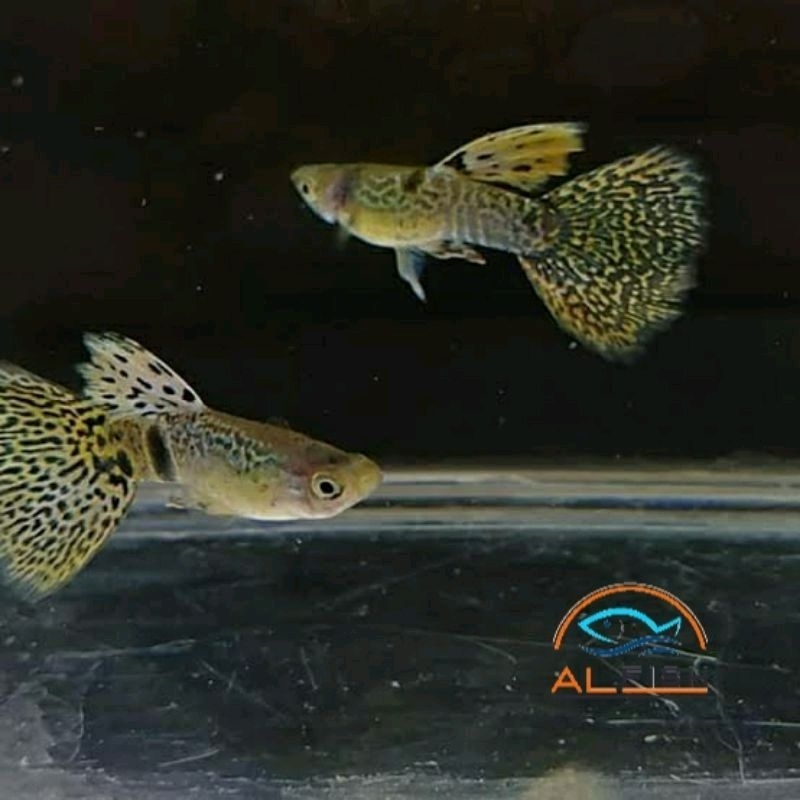 TERMURAH Yellow Tiger King Cobra YTKC