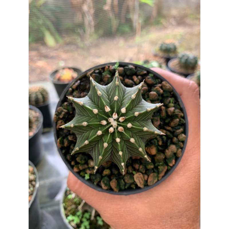 Kaktus Gymnocalycium LB