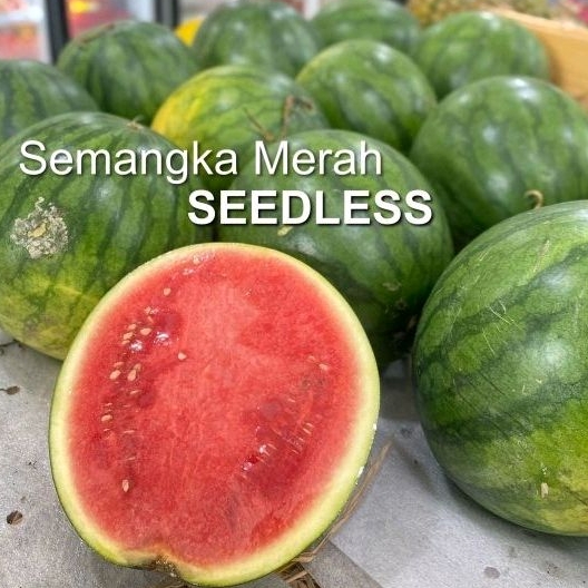 

Semangka Seedless ( Tanpa Biji )