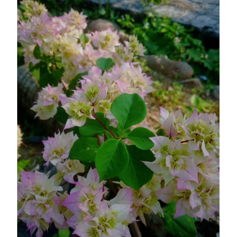 Stek Batang Bougenville Import Cerry Blossom